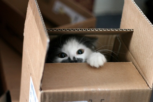 Cat emerging from box.