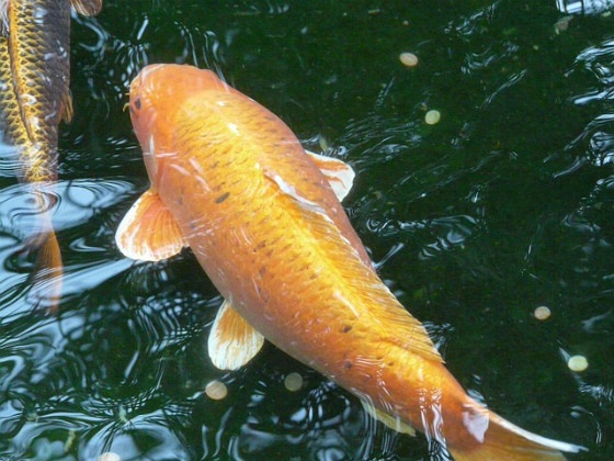 A wet fish.