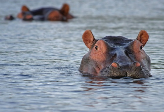 A real-life hippo, looming.