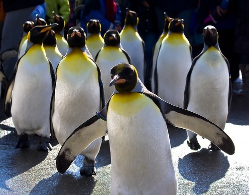 Penguins. Lots of penguins.