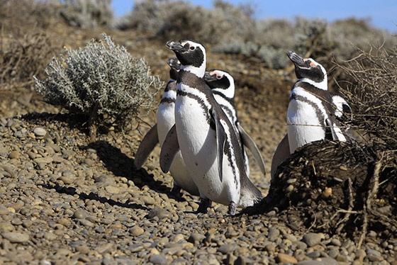 Penguins