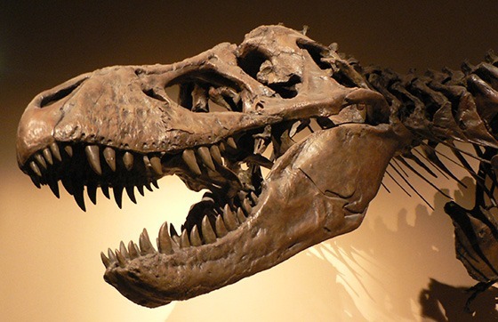 A dinosaur skeleton.
