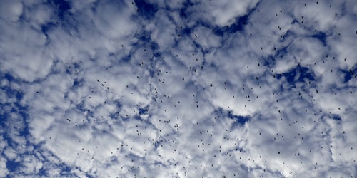 flock-of-birds-pigeons-starlings-air-46250