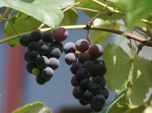 grapes-435932_640