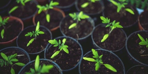 food-healthy-vegetables-village